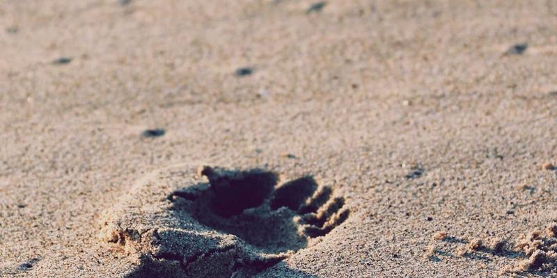 奇果智能与Matter协议：打破品牌壁垒，实现智能家居设备的无缝集成