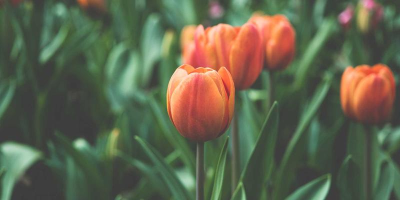 奇果智能:物联网与温馨科技如何重塑智能设备新体验